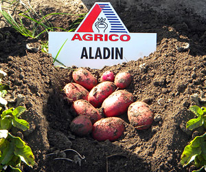 Картофель сорт Аладин