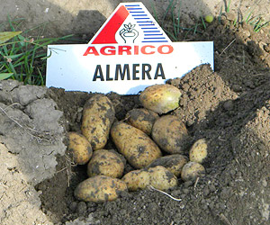 Картофель сорт Алмера
