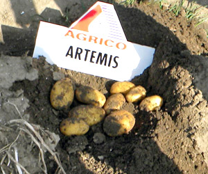 Картофель сорт Артемис