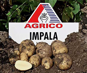 Картофель сорт Импала
