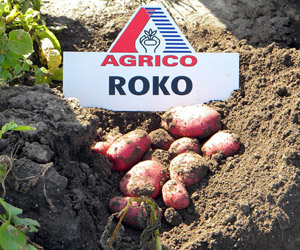Картофель сорт Роко