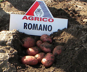 Картофель сорт Романо