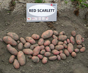 Картофель HZPC сорт Ред Скарлетт (Red Scarlett)