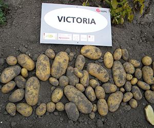 Картофель HZPC сорт Виктория (Victoria)